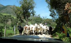 Pas seuls sur la route